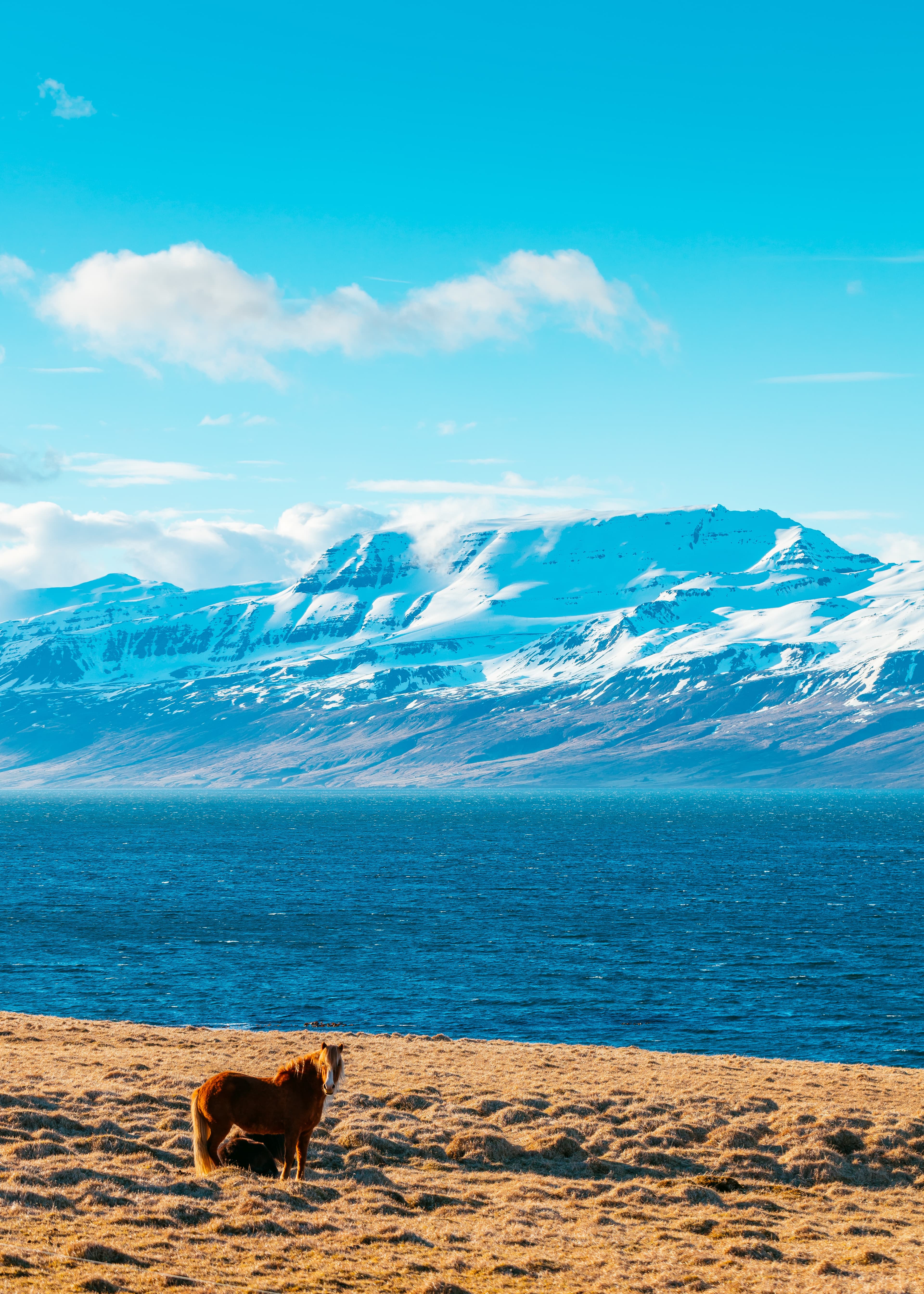 Steppe Travelのガイドがモンゴルの草原でゲストを案内する様子